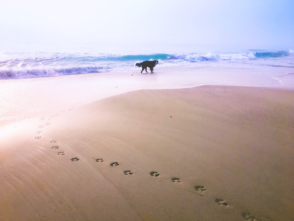 Large paw prints on a beach begin at the bottom right of the frame, leading meanderingly to the left and then center, ending with a wet Bernese Mountain dog, the sea and a hazy sky behind her
