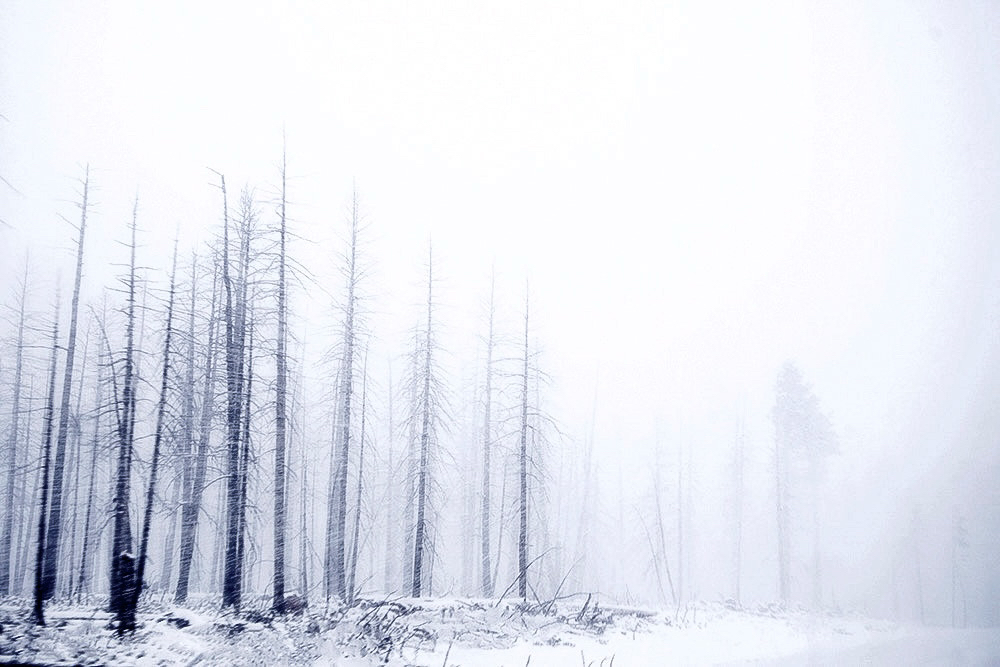 Bare, straight thin tree trunks line the left side of the frame on a white-out day, snow on the ground and the background an opaque white 